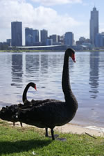 Beautiful Black Swans on the scenic Swan River 